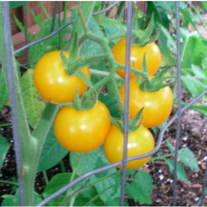 32016 rajce vajecny zloutek