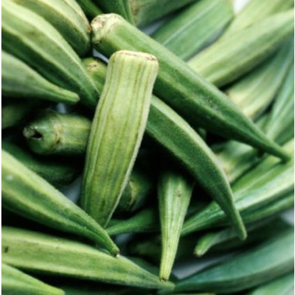 32025 1 ibiskovec jedly okra zelena