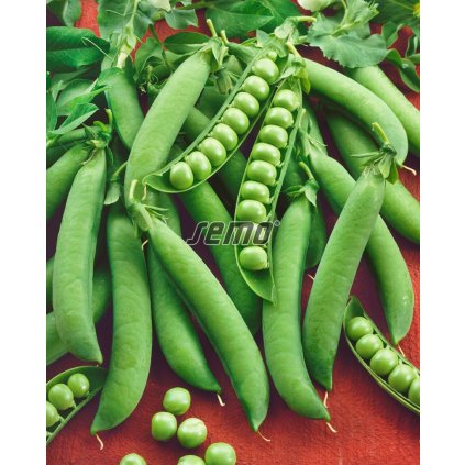 32082 1041 semo zelenina hrach sety drenovy radovan2