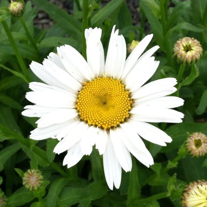 32094 leucanthemum superbum snow lady e1576710937354