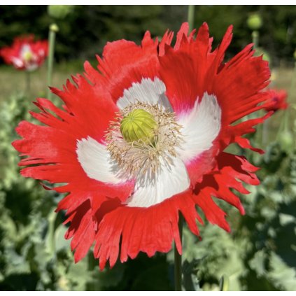 32106 mak okrasny danish flag