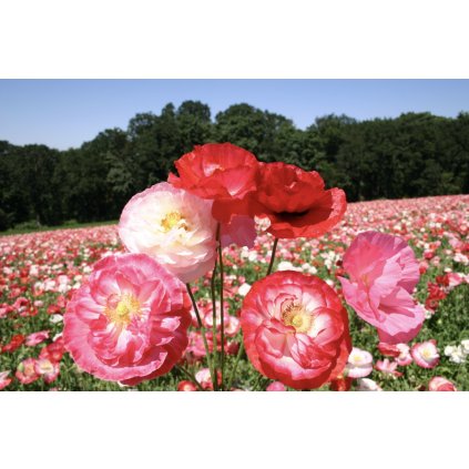 32118 mak vlci shirley double mix