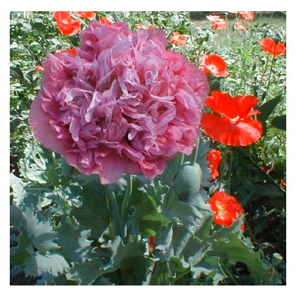 32127 purpler passion