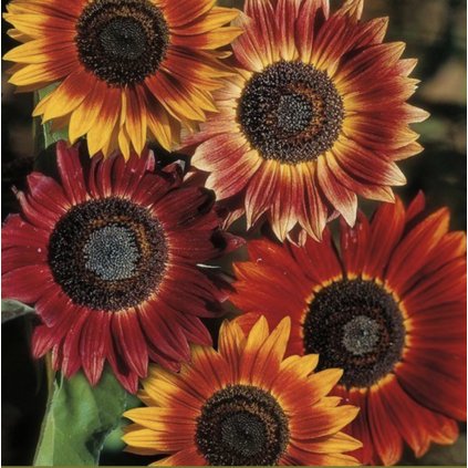 32136 screenshot 2024 01 10 at 0 23 58