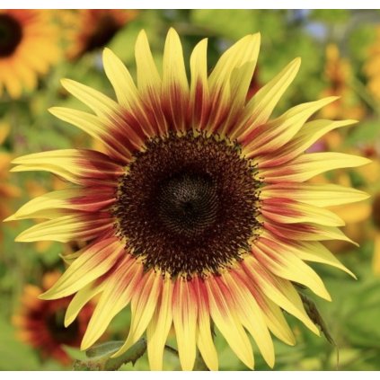 32151 slunecnice twilight zone