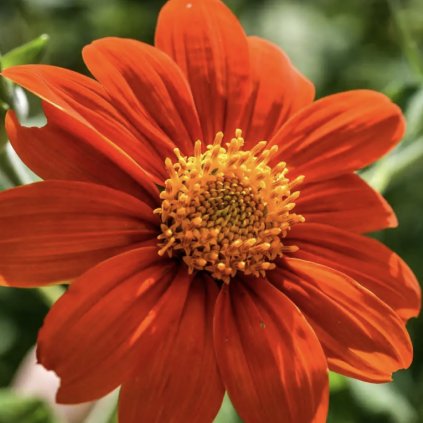 32157 mexicka slunecnice red torch