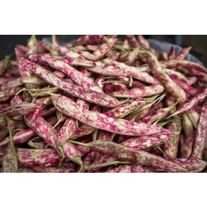 3215 fazole pnouci borlotto di vigevano