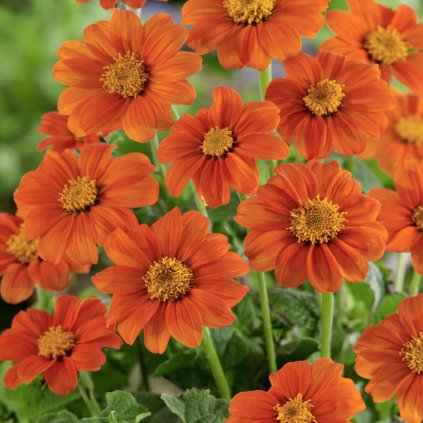 32160 mexicka slunecnice goldfinger