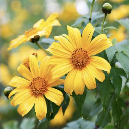 32163 mexicka slunecnice yellow torch