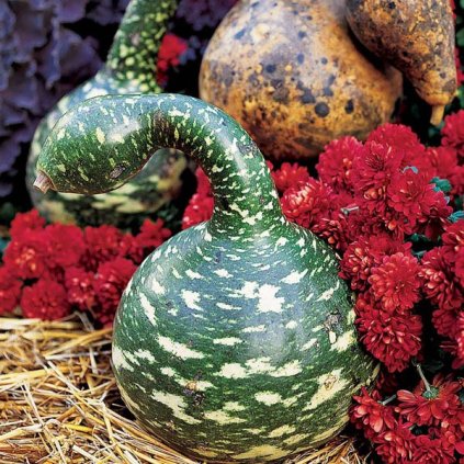 gourd speckled swan