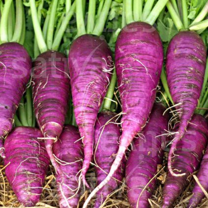 32184 re81 shop 1705439494