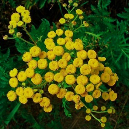 32187 tansy