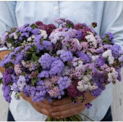 32199 nestarec americky zakrsly smes barev