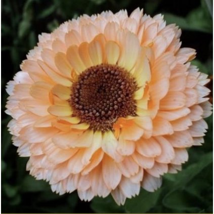 32208 mesicek ruzove prekvapeni