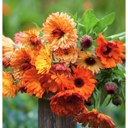 32211 2 mesicek supersmes k rezu