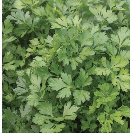 324 petrzel gigante d italia