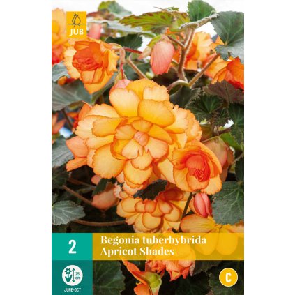 Begónie TUBERHYBRIDA APRICOT SHADES