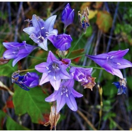 TRITELEIA CORRINA