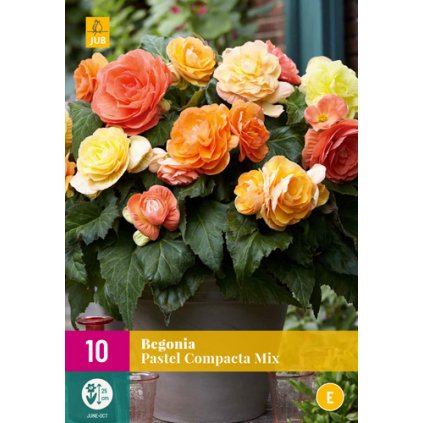 Begónie PASTEL COMPACTA MIX