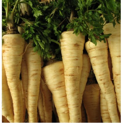 327 petrzel korenova pozdni hanacka