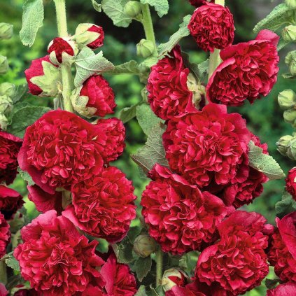 hollyhock chaters double red noa 1
