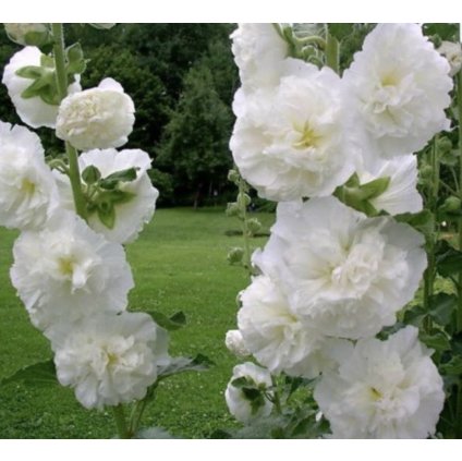 33048 1 screenshot 2024 01 28 at 8 31 29