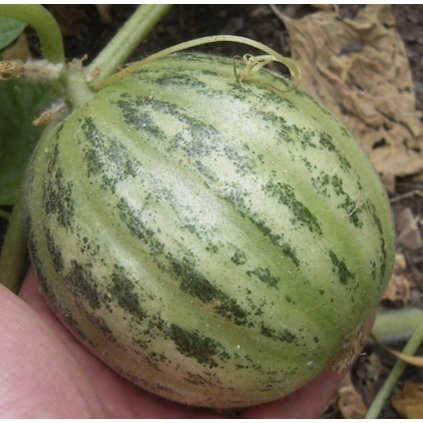 33069 sni mek obrazovky 2024 01 29 v 14 47 18