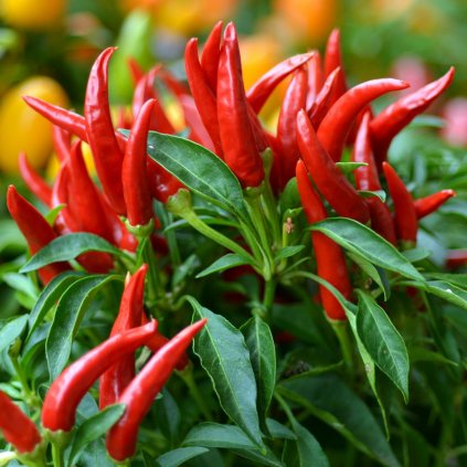 Thai Hot Chili Pepper 11545