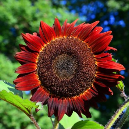 33087 1211 slunecnice rocni cervena png