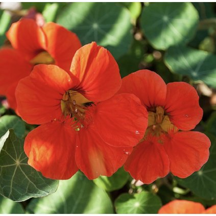 33090 screenshot 2024 02 05 at 18 14 49