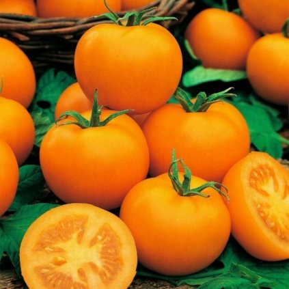 33105 goldene konigin tomato seeds
