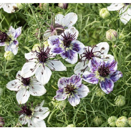 33114 screenshot 2024 03 23 at 6 34 52