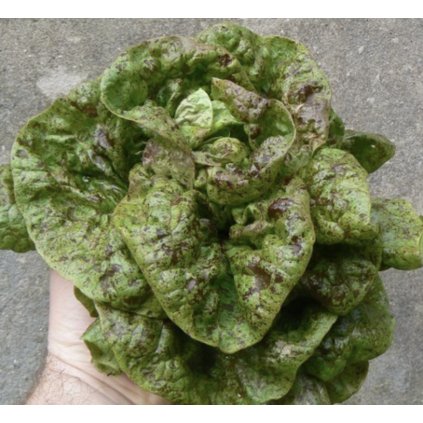 33123 sni mek obrazovky 2024 01 30 v 22 12 51