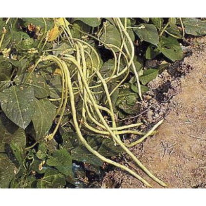 33129 sni mek obrazovky 2024 01 30 v 22 01 40