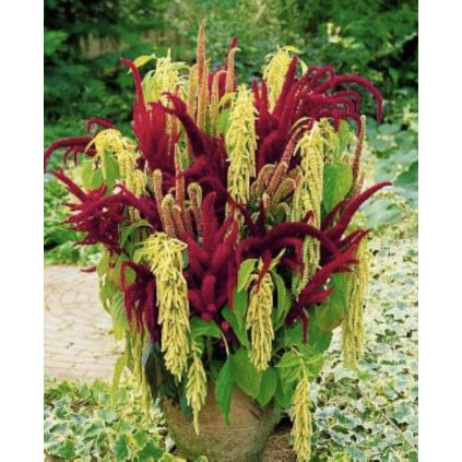 33150 screenshot 2024 03 23 at 6 09 48