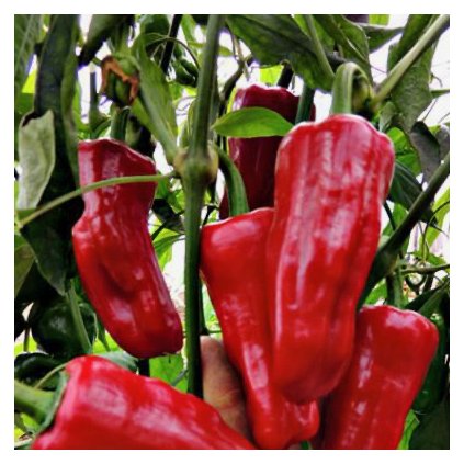 3317 paprika turecka k suseni
