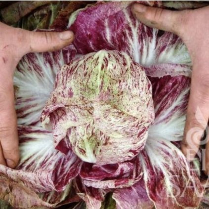 33203 1 screenshot 2024 02 15 at 1 18 55