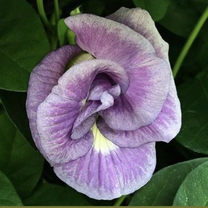 33245 screenshot 2024 02 15 at 10 24 15