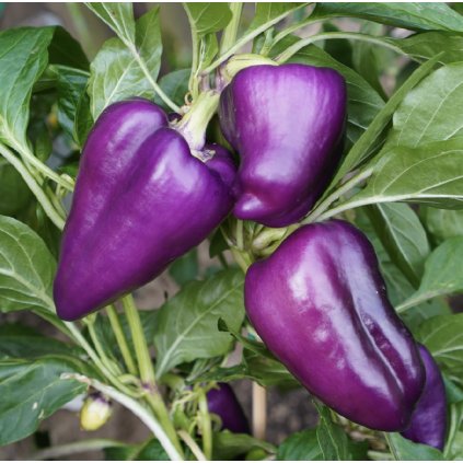 33263 screenshot 2024 02 15 at 11 03 47