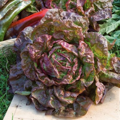 lettuce marvel of four seasons 1