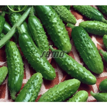 33293 screenshot 2024 02 16 at 7 37 34