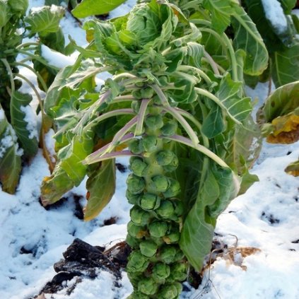 3332 ruzickova kapusta groninger