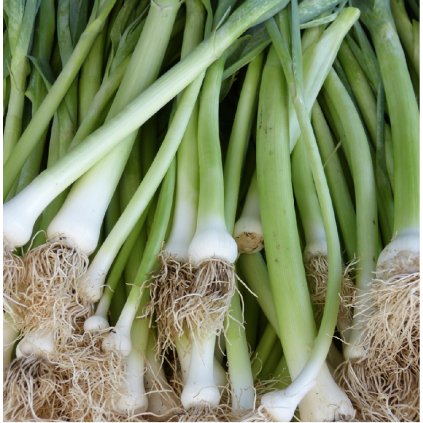 333 por zimni elefant