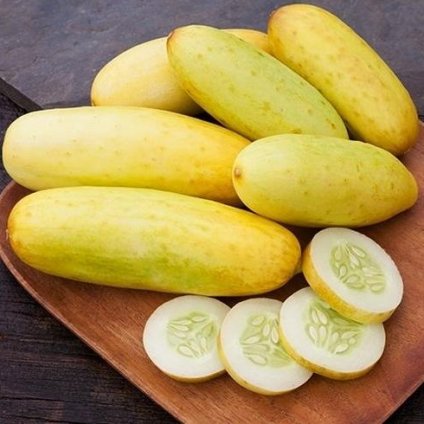 3347 okurka belgicka zluta