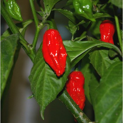 1200px Reife und grüne Bhut Jolokia