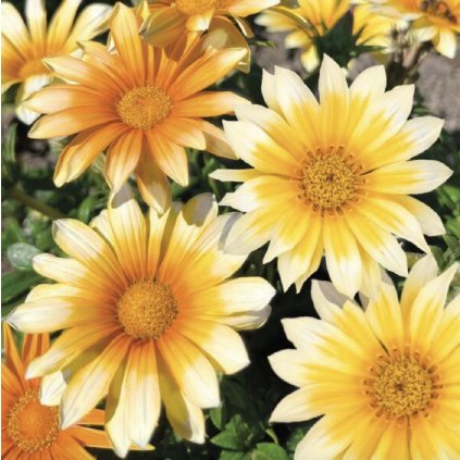 33563 screenshot 2024 02 23 at 12 55 19