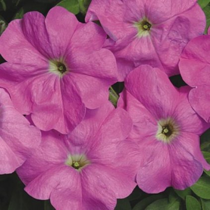 33599 multi nana lucie 1 z1