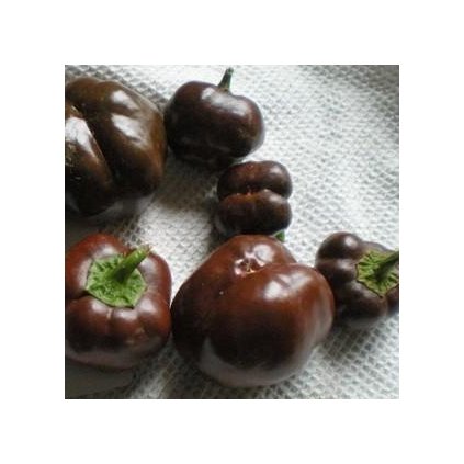3359 paprika mini choco miniature bell