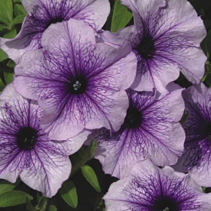 33602 multi nana nora 1 z1