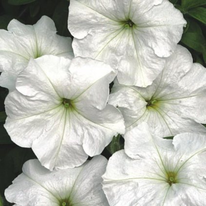 33611 multi nana angelika 1 z1